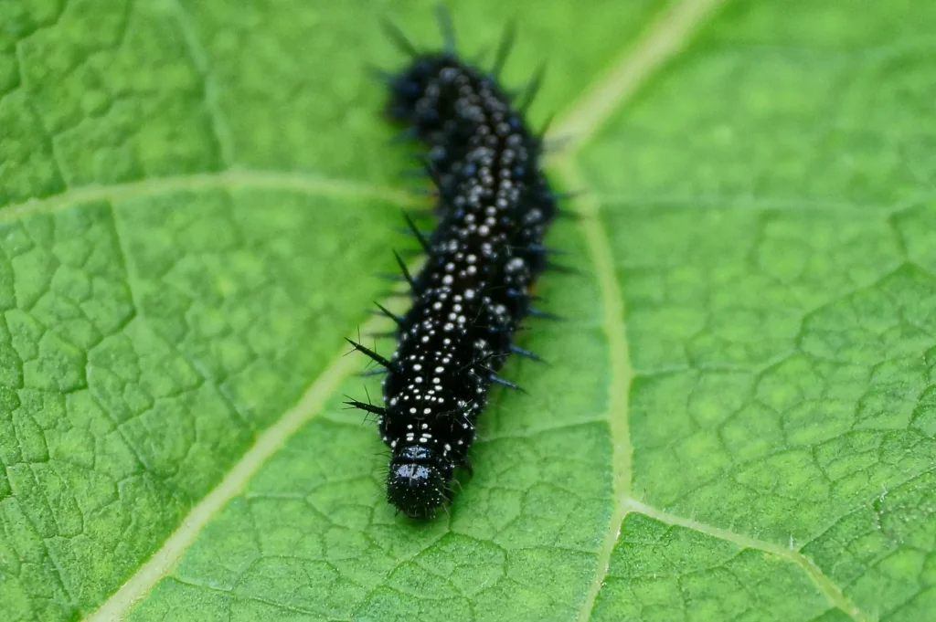 Se débarrasser des petites chenilles noires dans sa maison 