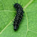 Se débarrasser des petites chenilles noires dans sa maison 