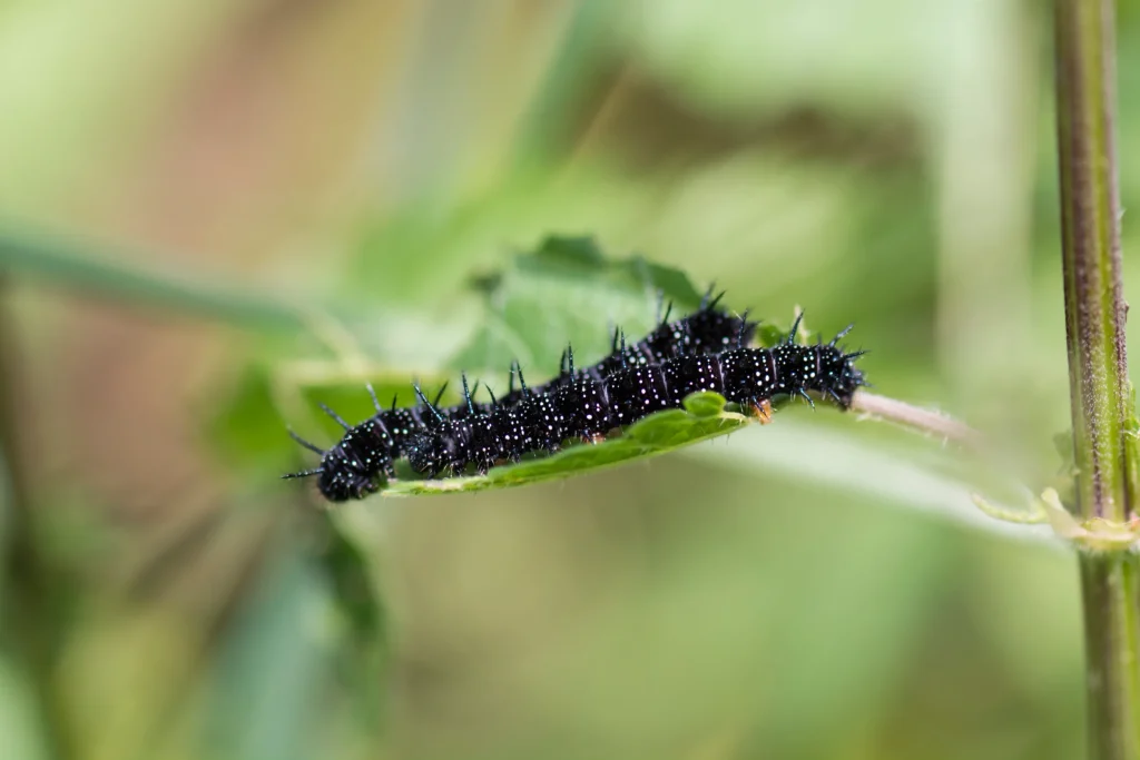 Les astuces pour se débarrasser des petites chenilles noires 